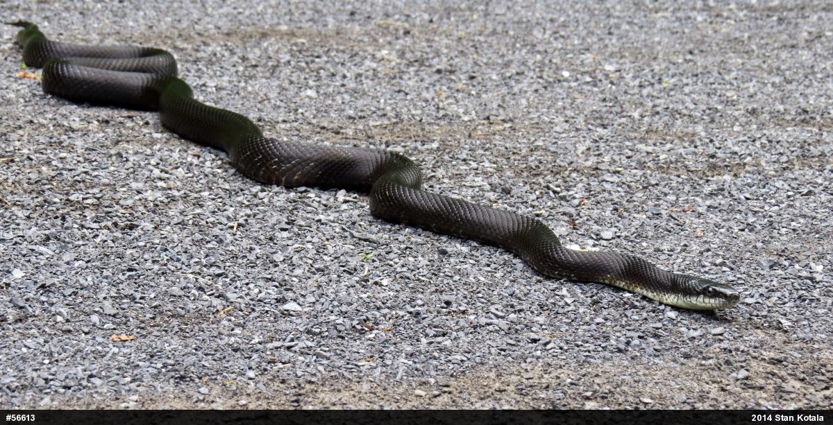 Eastern Ratsnake