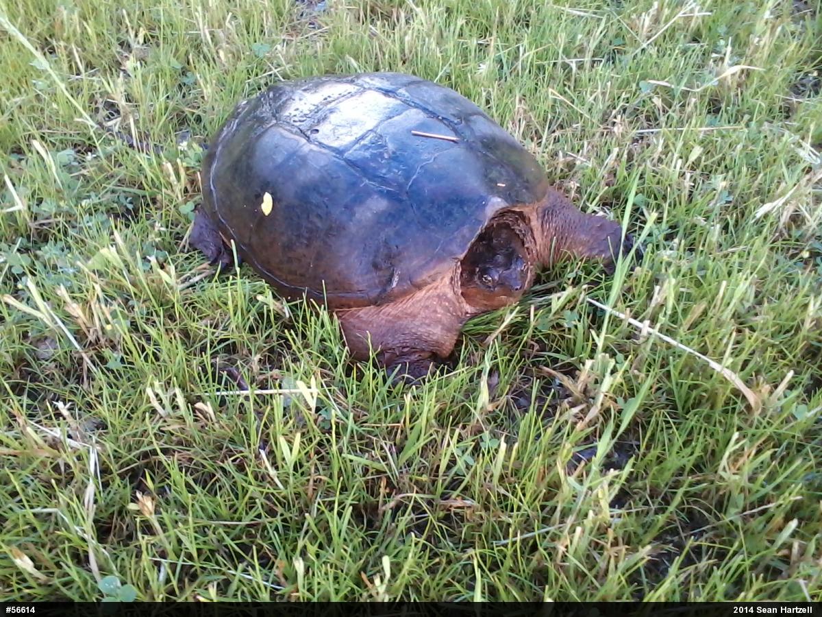 Snapping Turtle