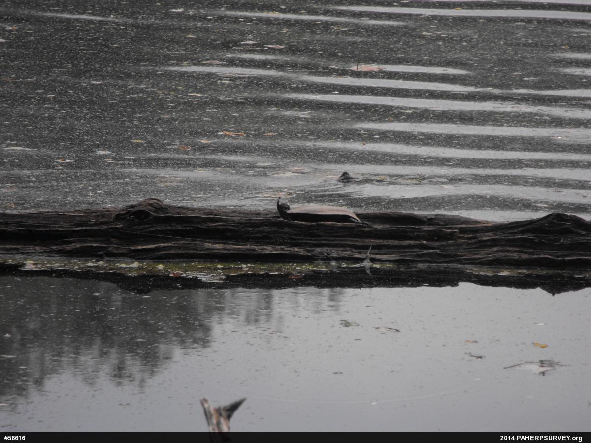 Painted Turtle