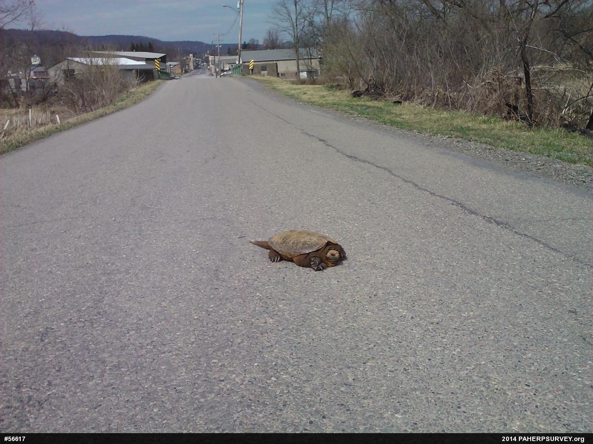 Snapping Turtle