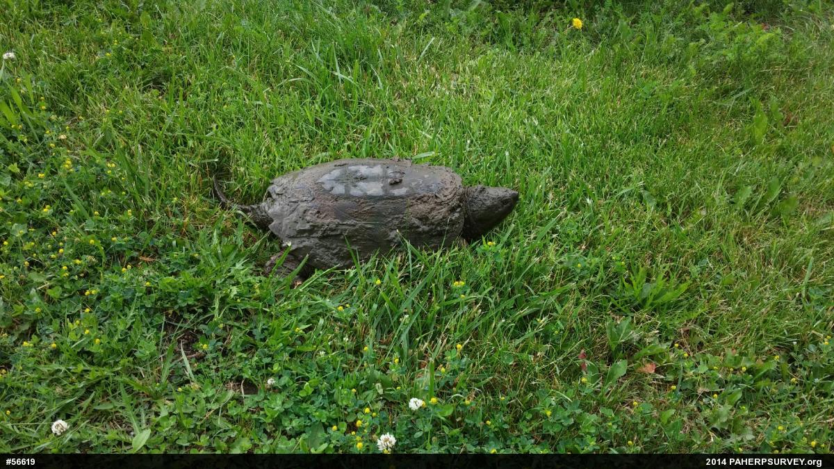 Snapping Turtle