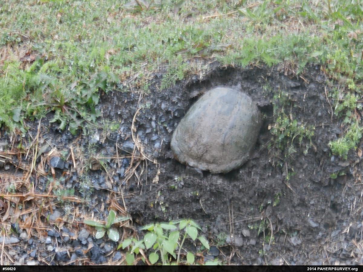 Snapping Turtle
