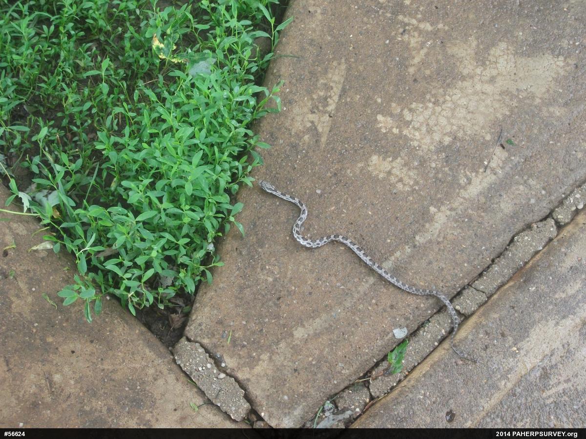 Eastern Ratsnake