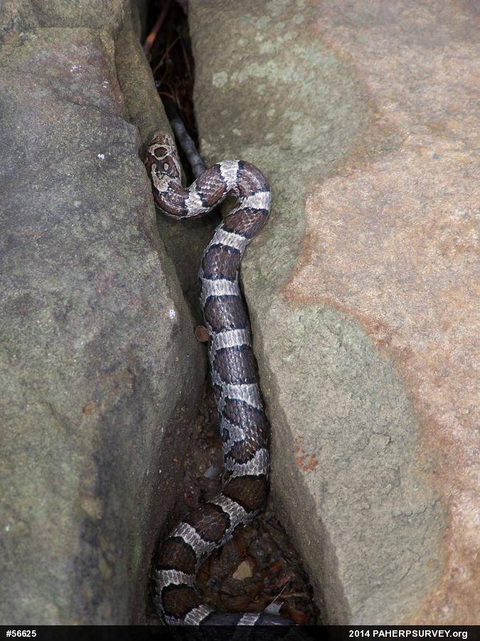 Eastern Milksnake