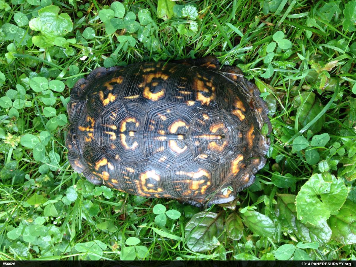 Eastern Box Turtle