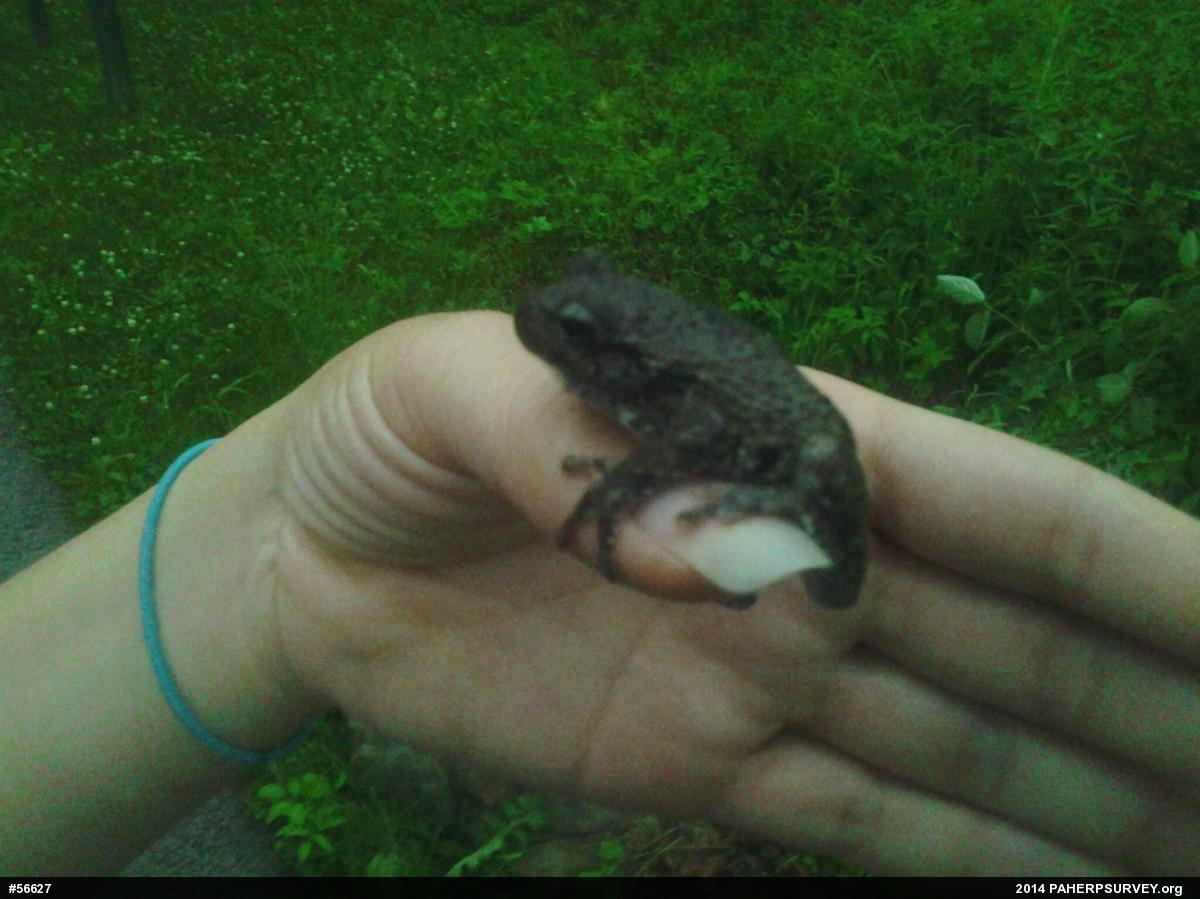 Gray Treefrog