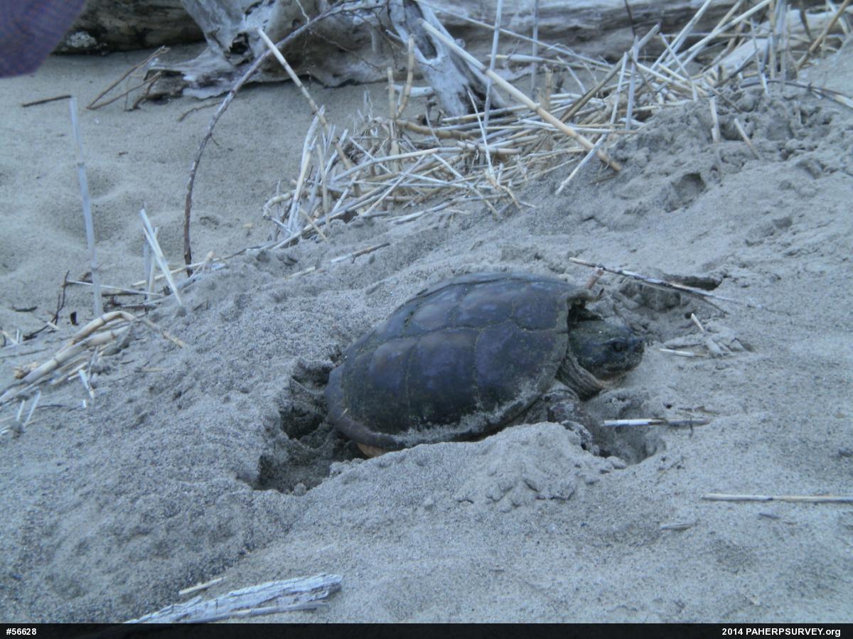 Snapping Turtle