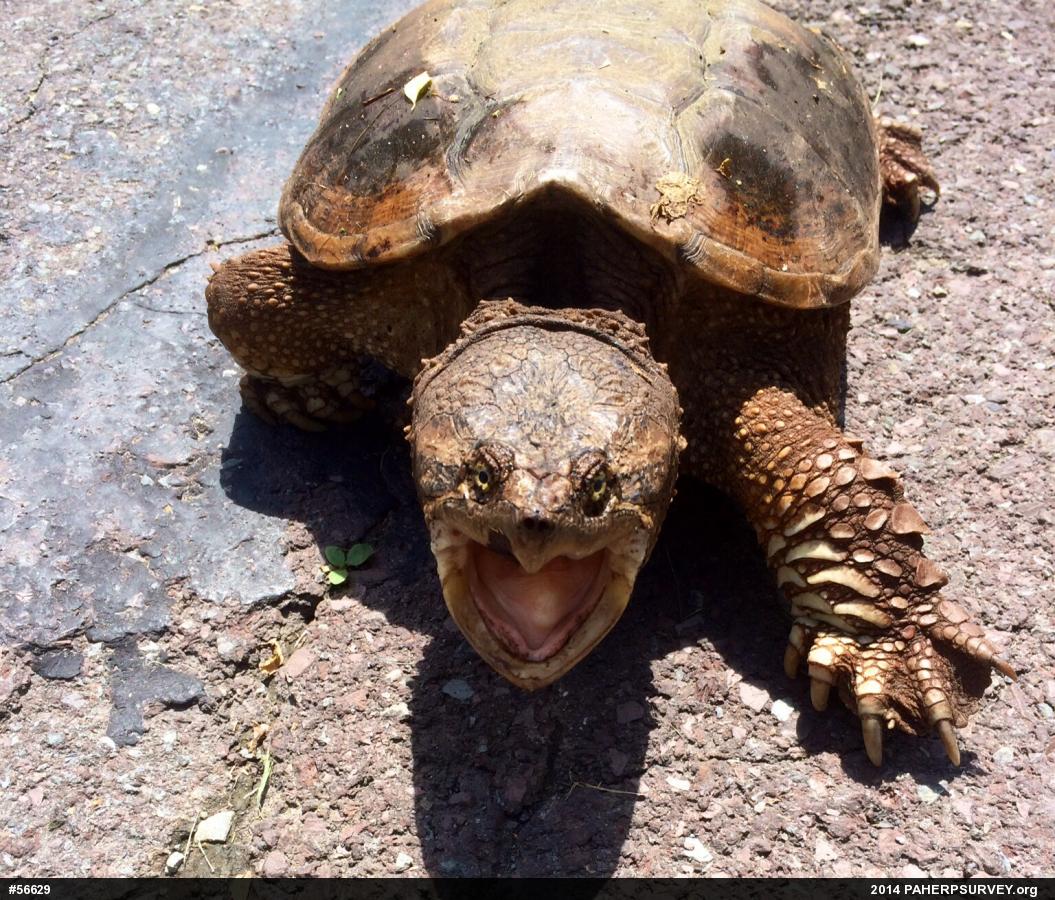 Snapping Turtle