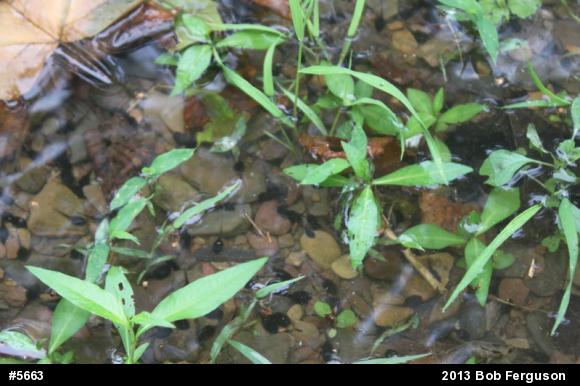 Eastern American Toad