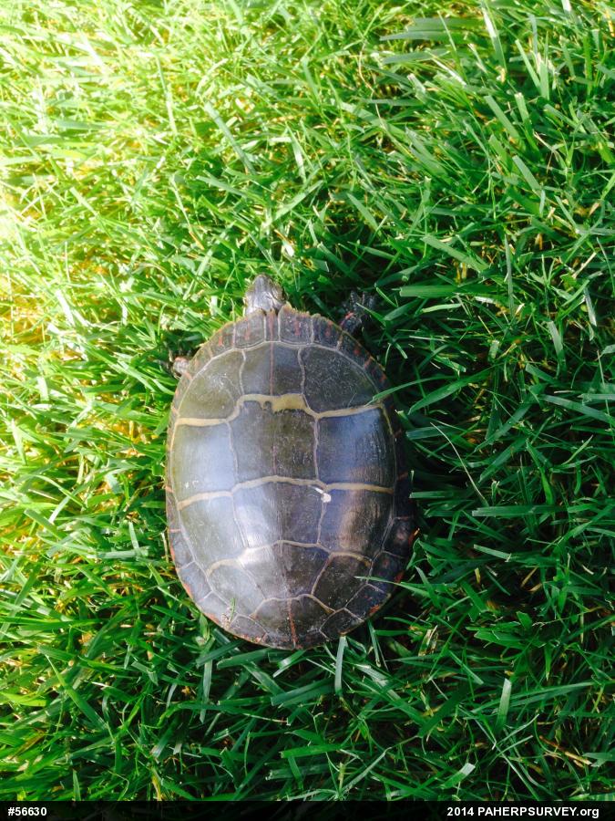 Eastern Painted Turtle