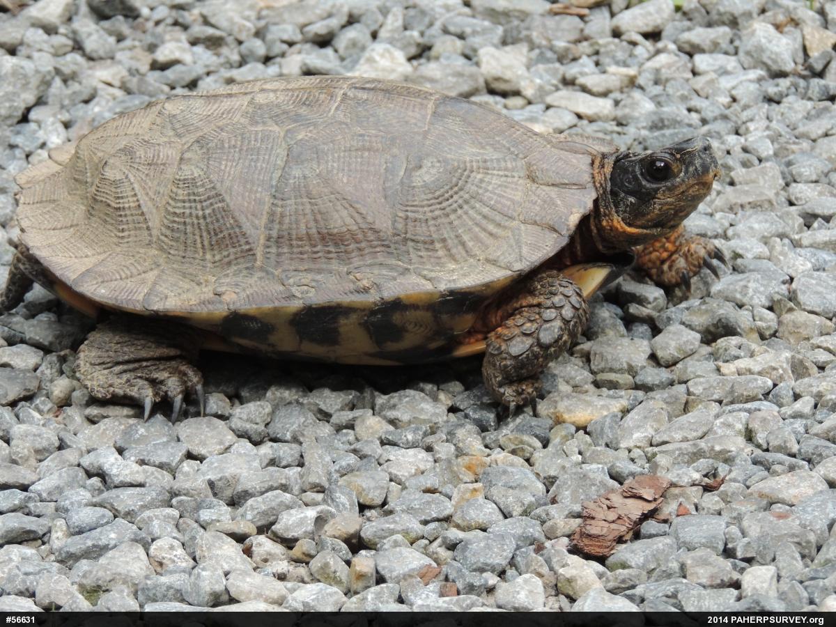 Wood Turtle