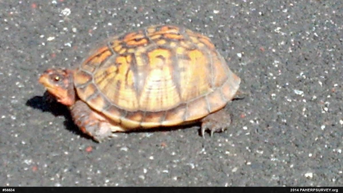 Eastern Box Turtle