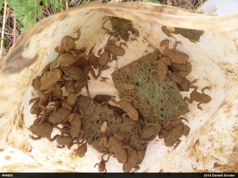 Eastern American Toad