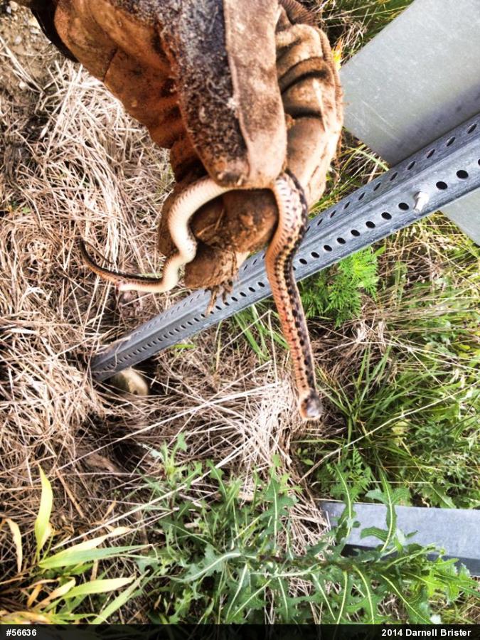 Eastern Gartersnake