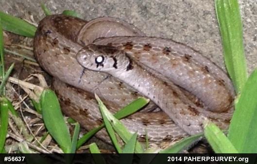 Dekay's Brownsnake