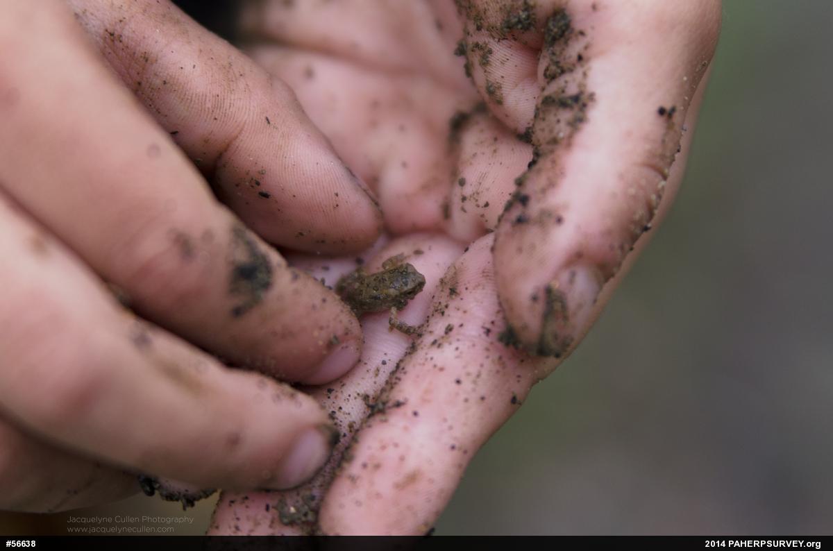 True Toads