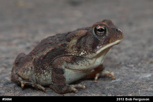 True Toads
