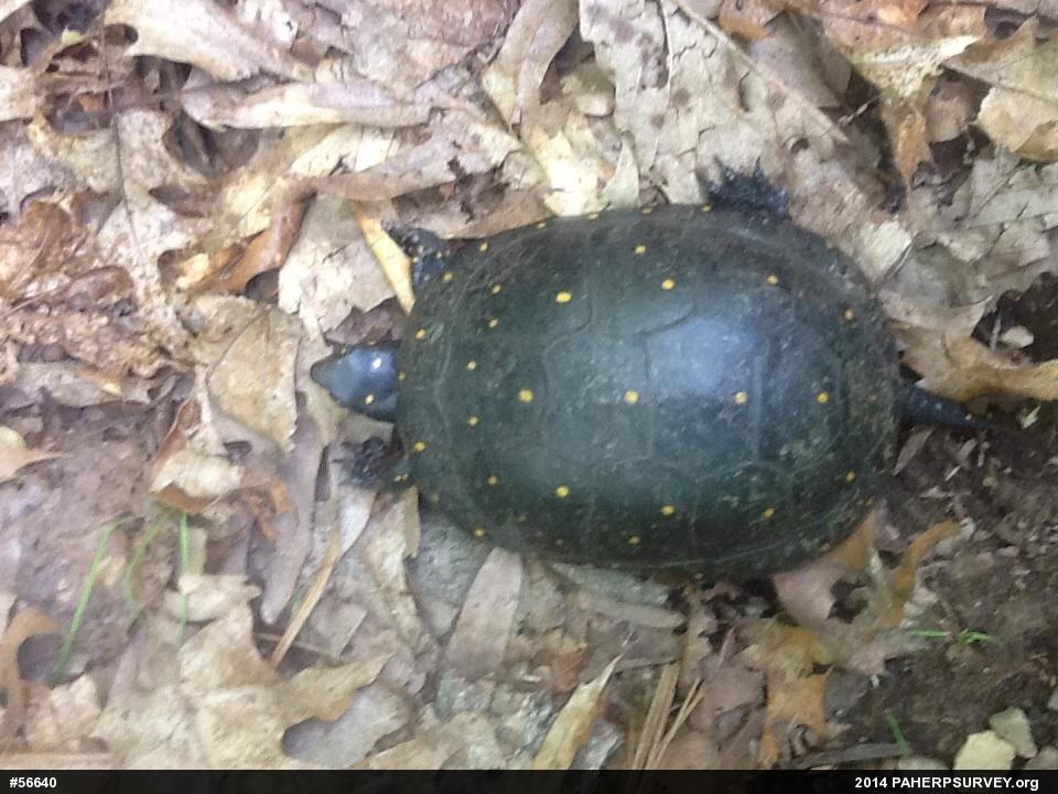 Spotted Turtle