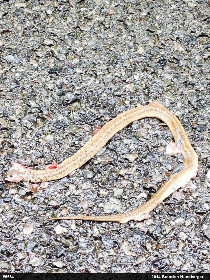 Dekay's Brownsnake