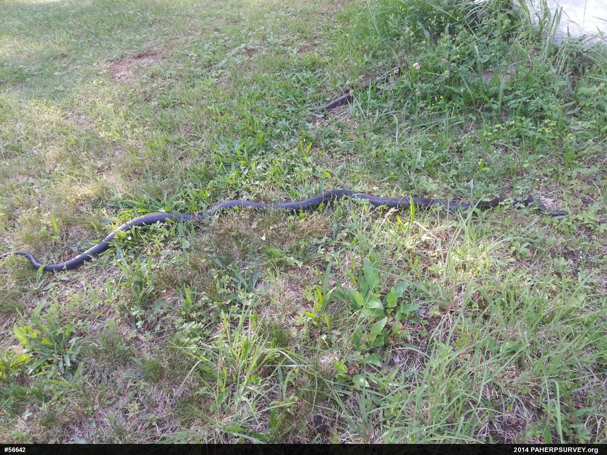 Eastern Ratsnake