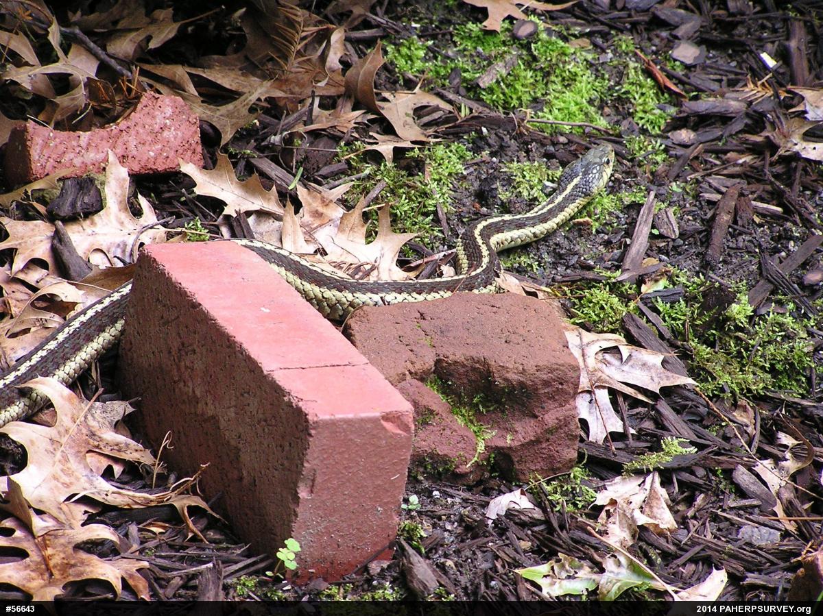 Eastern Gartersnake