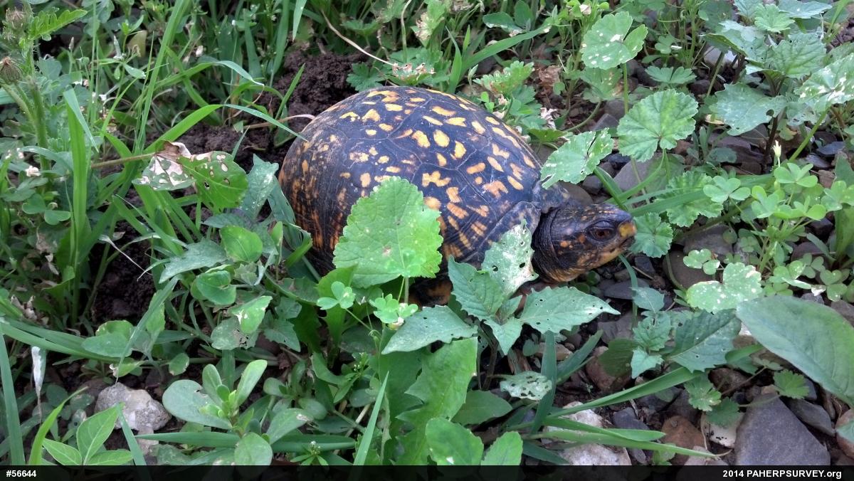 Eastern Box Turtle