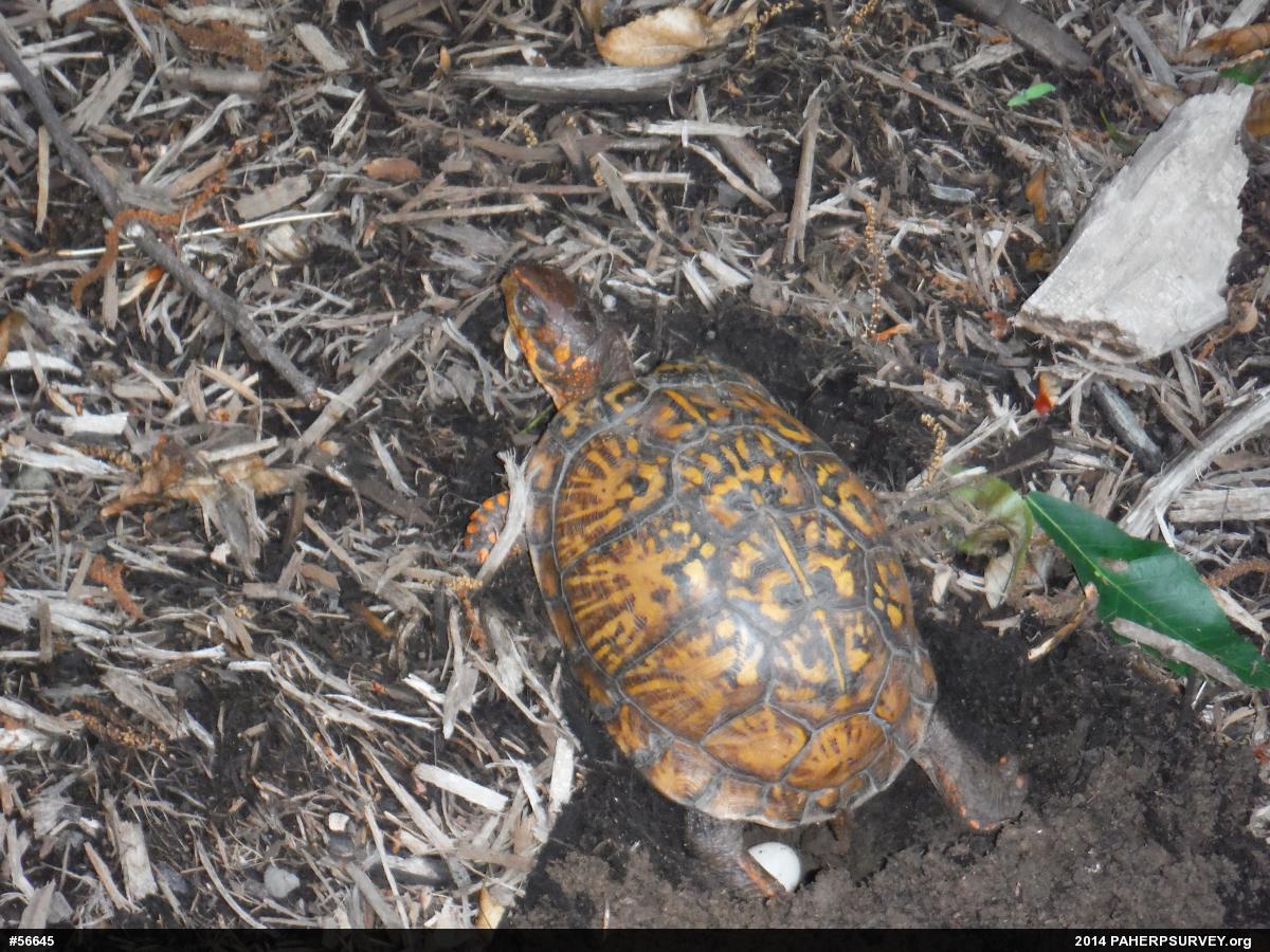 Eastern Box Turtle