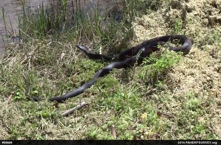 Eastern Ratsnake
