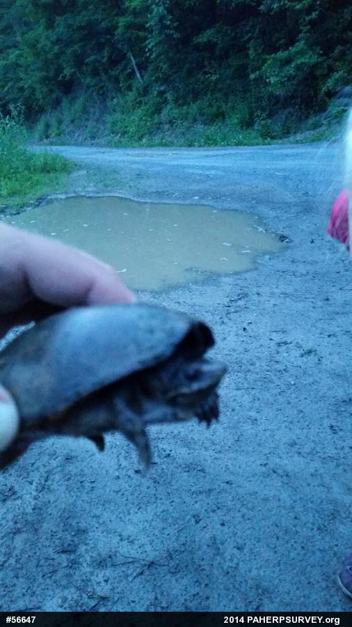 Eastern Musk Turtle