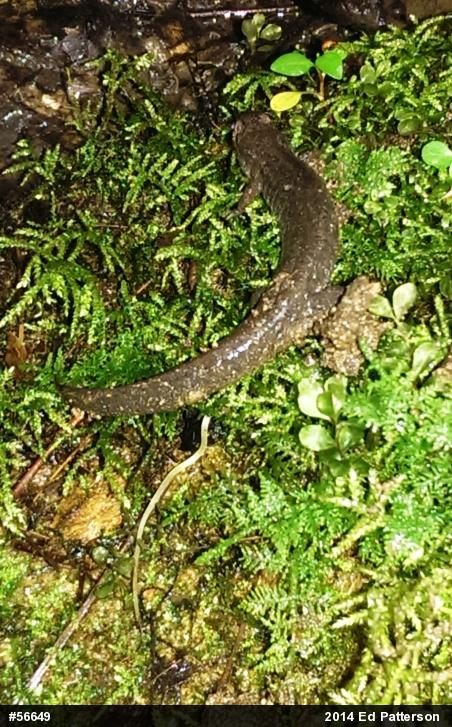 Northern Dusky Salamander