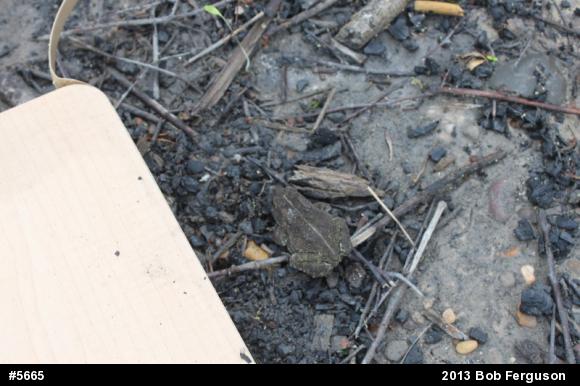 Eastern American Toad