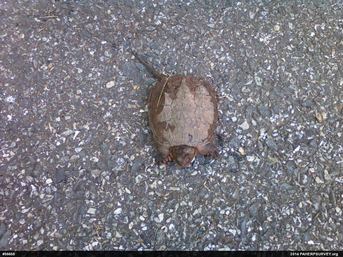 Snapping Turtle