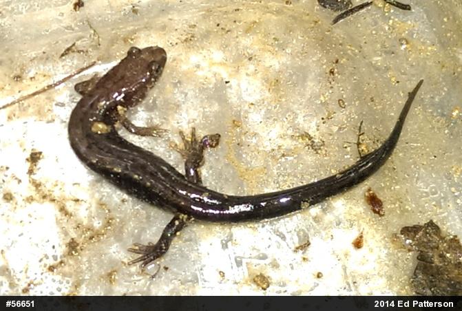 Allegheny Mountain Dusky Salamander