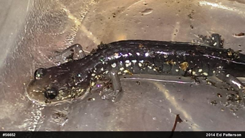 Wehrle's Salamander