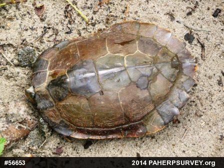 Northern Map Turtle