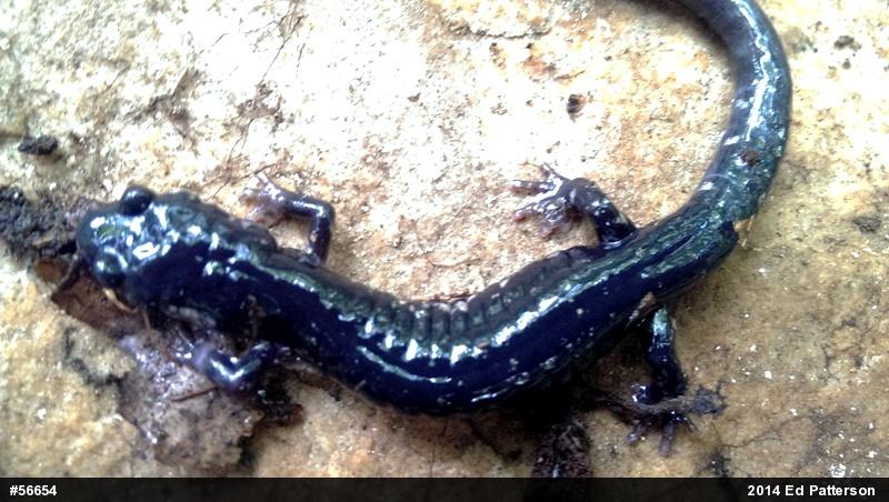Northern Slimy Salamander