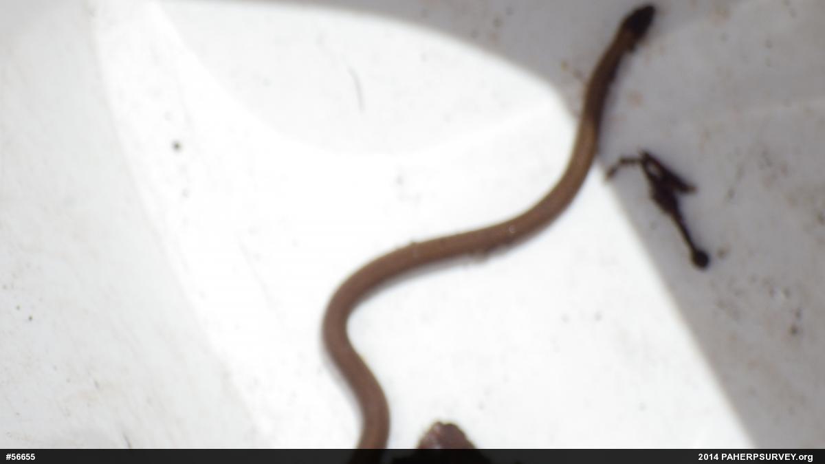 Red-bellied Snake