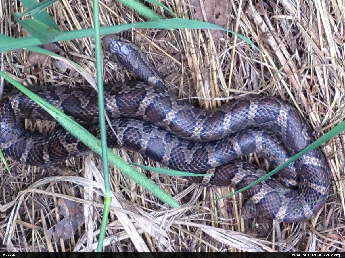 Eastern Milksnake