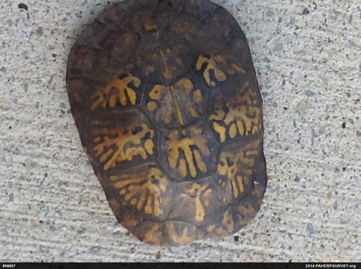 Eastern Box Turtle