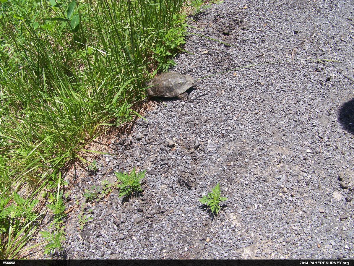 Wood Turtle