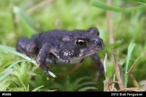 True Toads