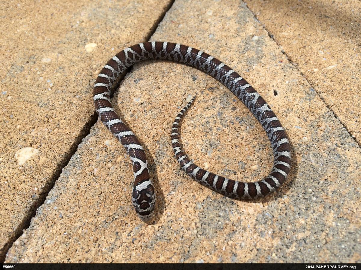 Eastern Milksnake
