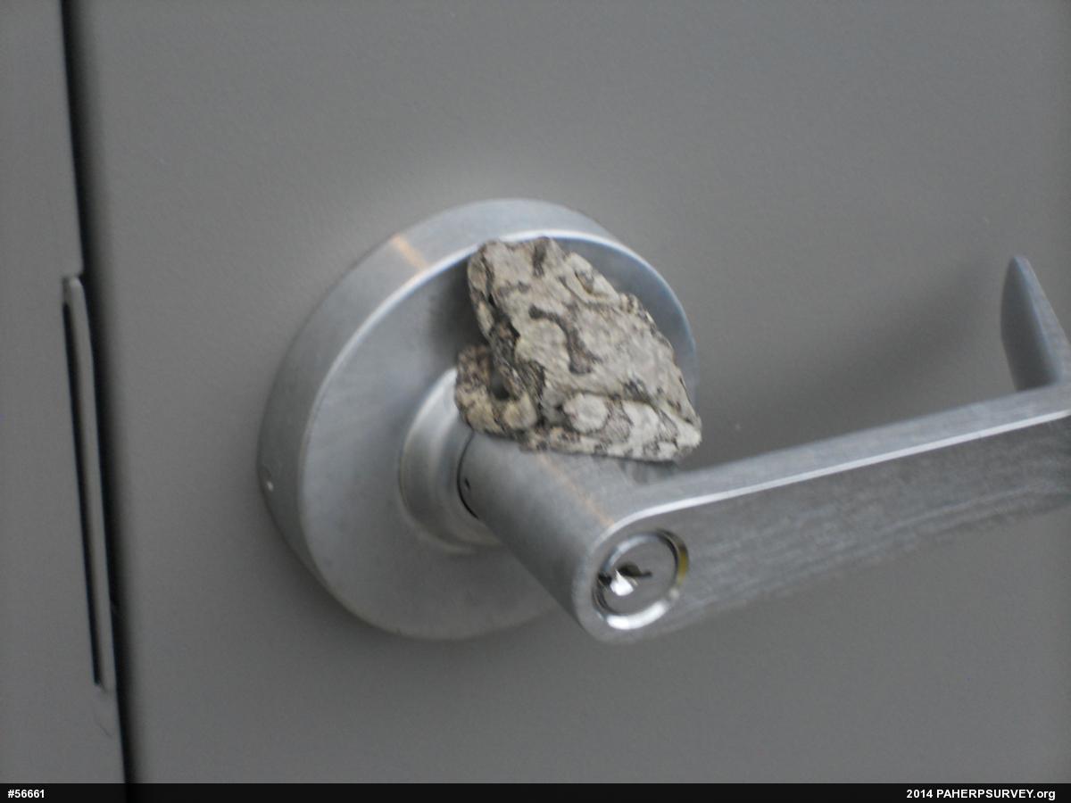 Unknown Gray Treefrog
