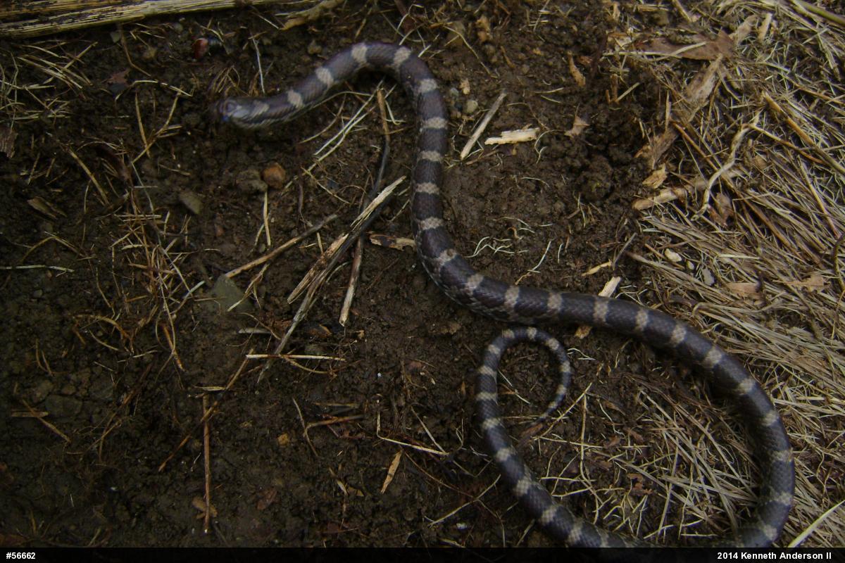 Eastern Milksnake