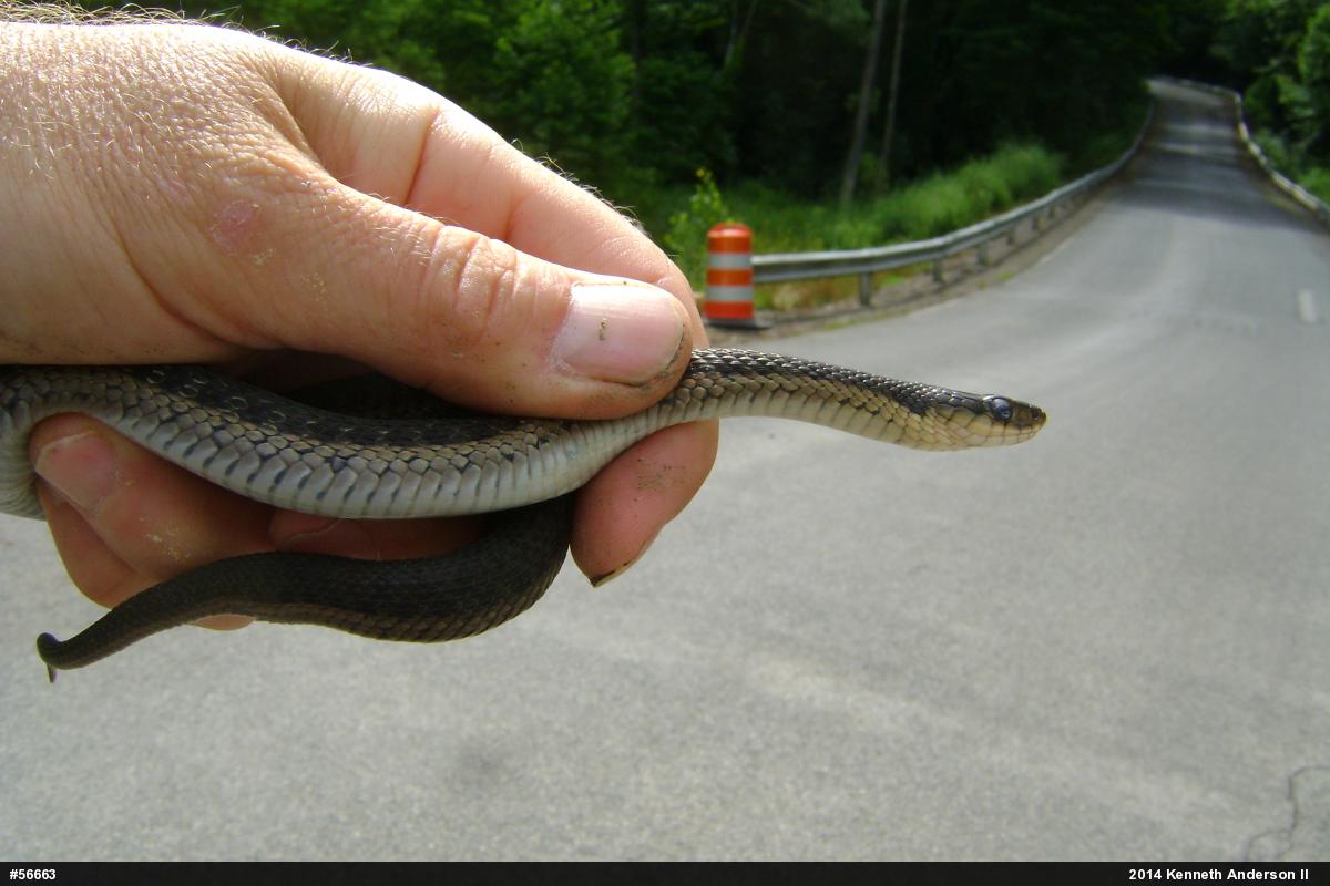Eastern Gartersnake