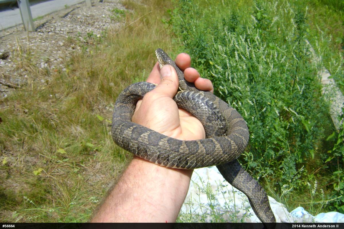 Northern Watersnake