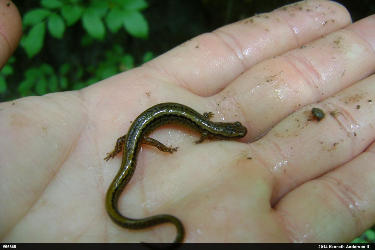 Northern Two-lined Salamander