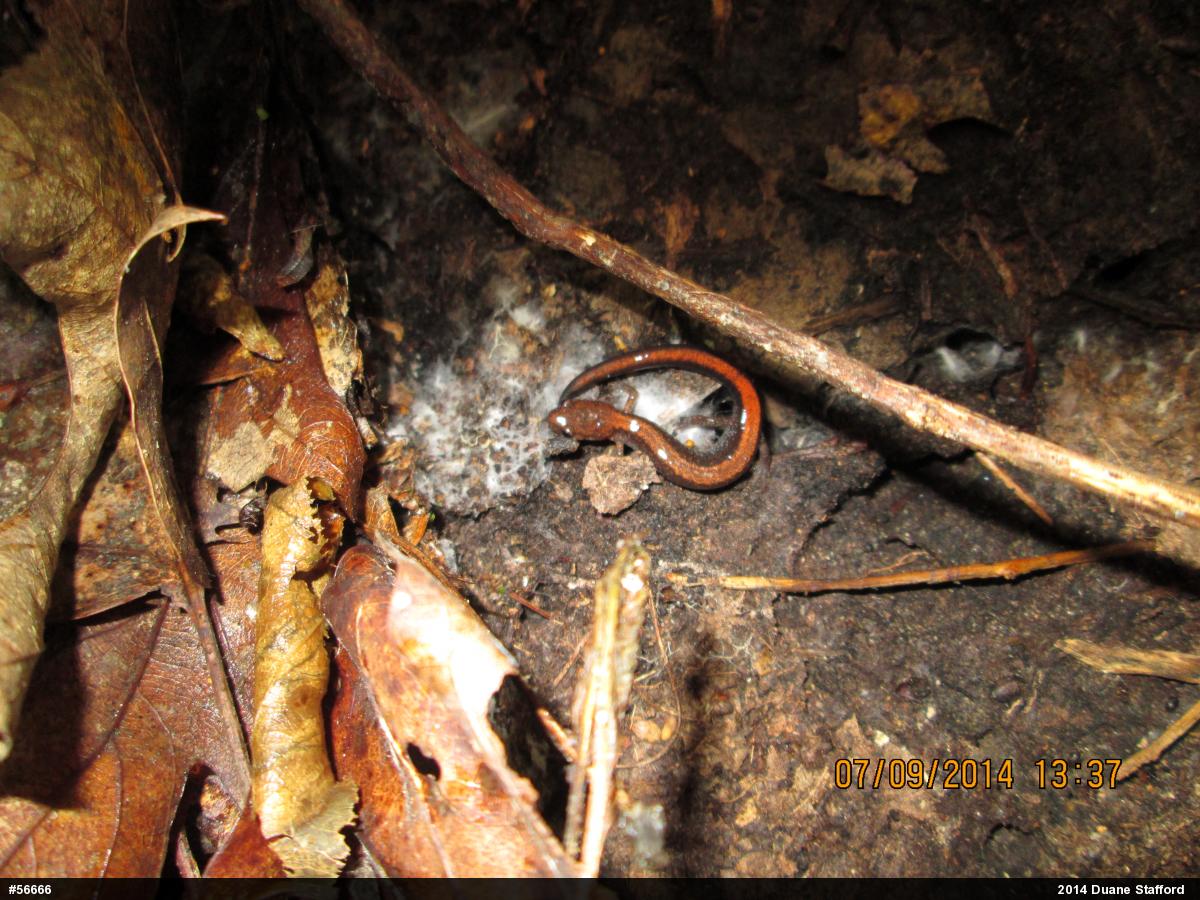 Eastern Red-backed  Salamander