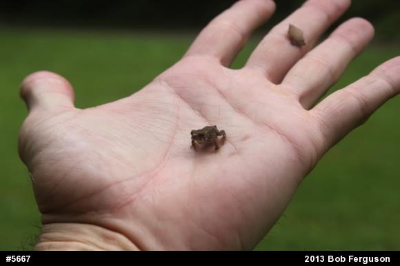 True Toads
