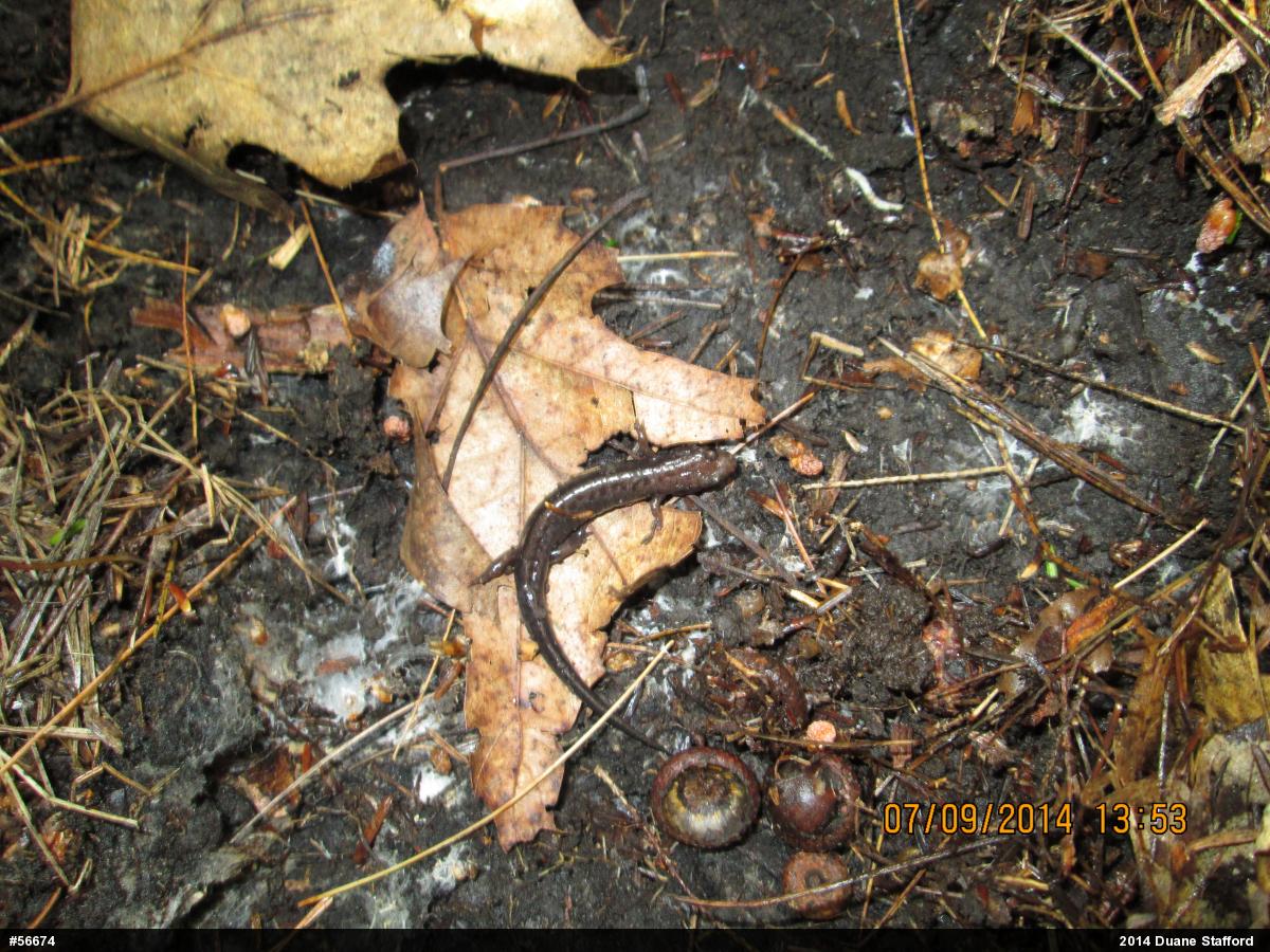 Allegheny Mountain Dusky Salamander